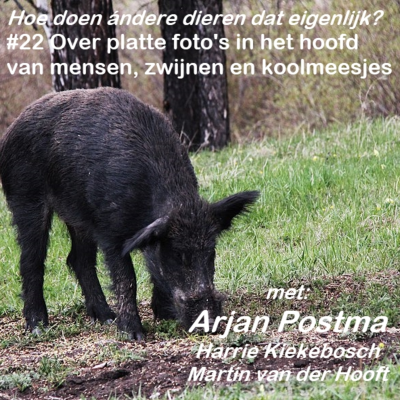 episode #22 Over platte foto's in het hoofd van mensen, zwijnen en koolmeesjes artwork