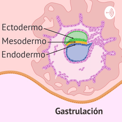 GESTICULACIÓN Y NEURULACION