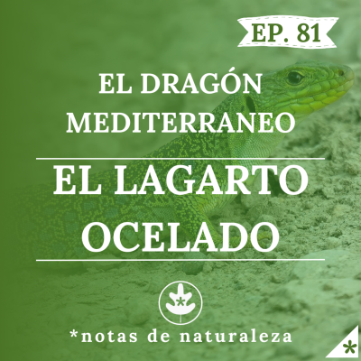 episode El Dragón Mediterraneo. El Lagarto Ocelado. #81 artwork