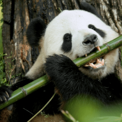 episode Panda Monium Monday 1 -Bamboo Bass artwork