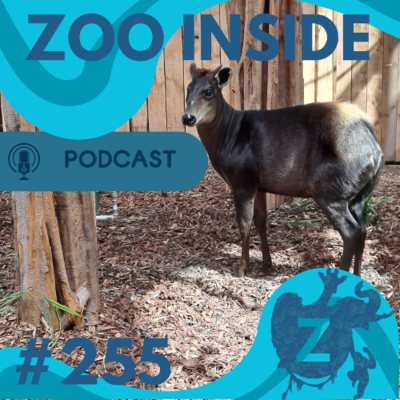 episode Zoo Inside #255 -Pre opening Ngyuwe Zooparc Overloon artwork