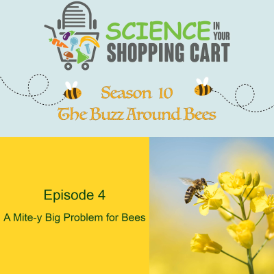 episode Season 10: The Buzz Around Bees | Episode 4: A Mite-y Big Problem For Bees artwork