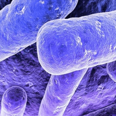episode Lactobacillus casei artwork