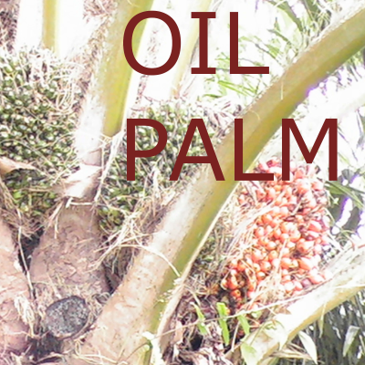 Oil Palm Podcast