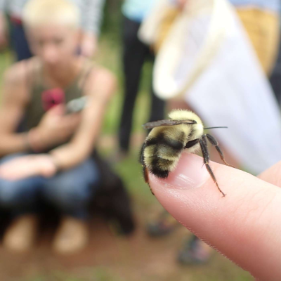 episode Buzzing Together: The Bumble Bee Atlas and the Power of Community Science artwork