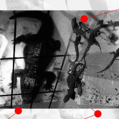 episode Reptilhärvan i Löberöd – ödlor och ormar från hela världen smugglades till skånsk by artwork