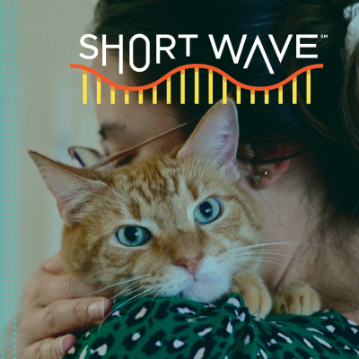 episode Orange Cat Lovers, Rise Up! artwork