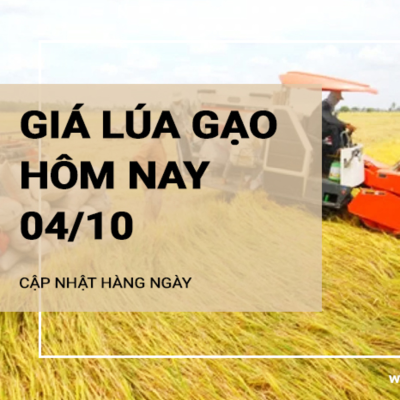 episode Giá lúa gạo hôm nay ngày 04/10/2024: Giá lúa giảm nhẹ. Giá gạo duy trì ổn định artwork