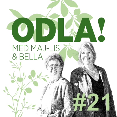 episode Pionfröjd, vackra men ovettiga liljebaggar & potatisproblem artwork