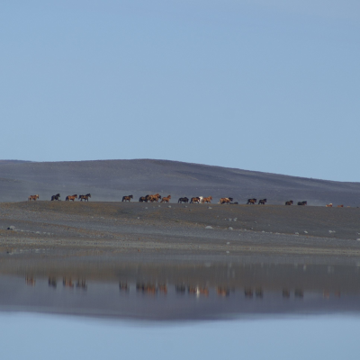 Icelandic horse podcast