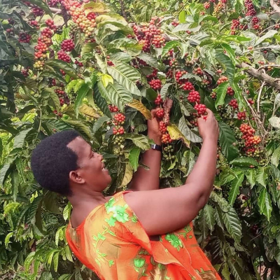 episode Kigezi Coffee Development Academy artwork