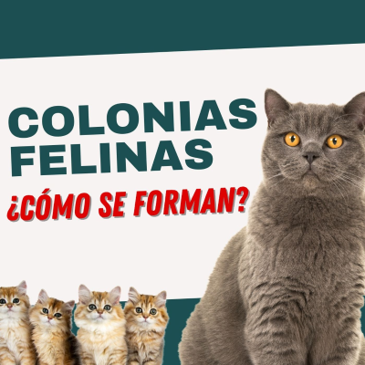 episode ‼️🔍 ¿CÓMO SE FORMAN LAS COLONIAS FELINAS? 🐈 #gatos #coloniasfelinas artwork