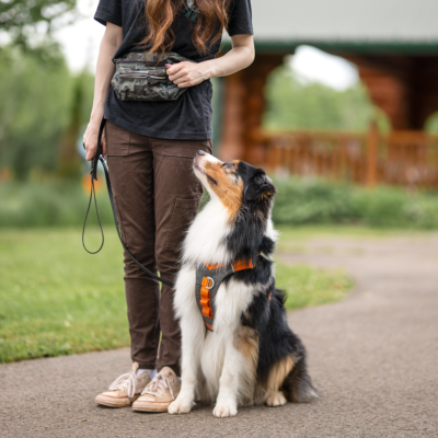 episode 102. 7 Skills Every Reactive Dog Needs (+How to Teach Them!) artwork