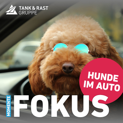 episode Momente Fokus – Autofahren mit Hund: Tipps von Trainerin und Tierärztin artwork