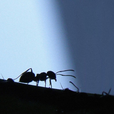Kinderhörspiel: "Zwei Ameisen reisen nach Australien"