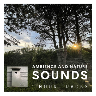episode Ambience: Busy morning birds around a bird nest box at a Danish summer cottage (1 hour) artwork