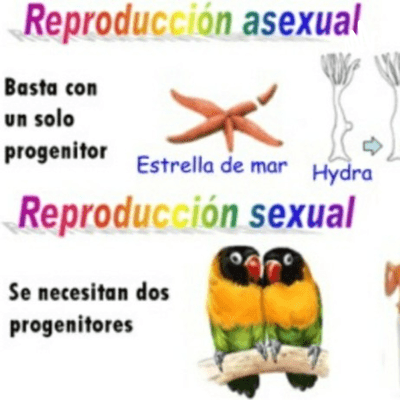Tipos De Reproduccion