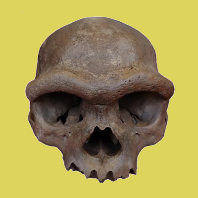 episode La Brújula de la Ciencia s14e24: El primer cráneo de un denisovano: los "primos de los neandertales" ya tienen cara artwork