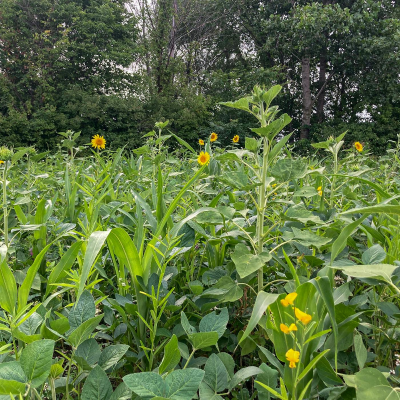 episode 328: When Is The Best Time To Plant Your Spring Food Plots and What Amendments Should You Use With Your Food Plot Seeds with Al Tomechko, Jake Bollinger, and Andy Hutchens artwork