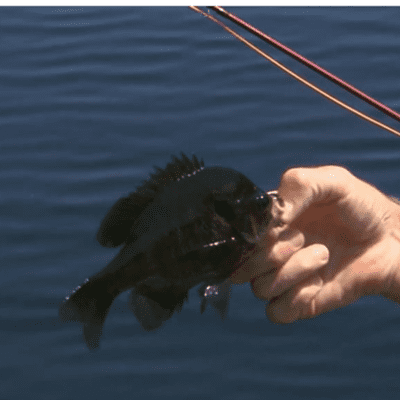 episode River Bluegills artwork