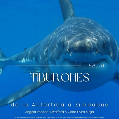 episode Tiburones artwork