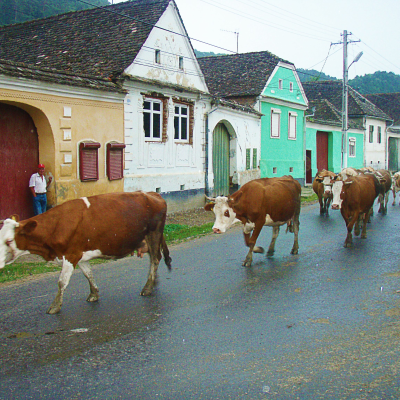 episode Chatting with our Romanian guide about Romanian culture, food, hiking and more artwork