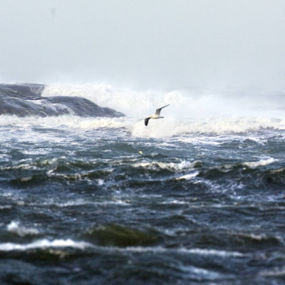episode Havet som grav artwork