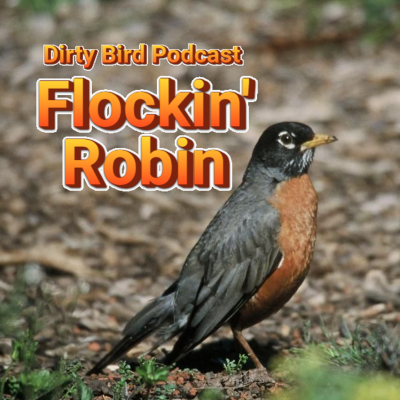 episode Episode 72: Flockin' Robin (American Robin) artwork
