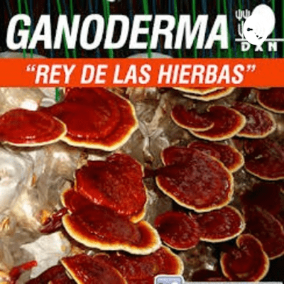 Salud y Ganoterapia