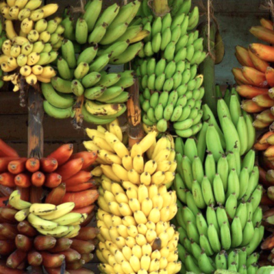 episode Bananageddon! Say Goodbye to *the* Banana, and Hello to the Weird and Wonderful World of Bananas, Plural artwork