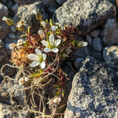 episode Serpentinbotanik på fjället Graipesvare – och barnens lerfigurer ger plats åt fiskrom artwork