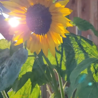 Sonnenblume