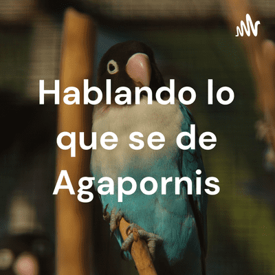 Hablando lo que se de Agapornis