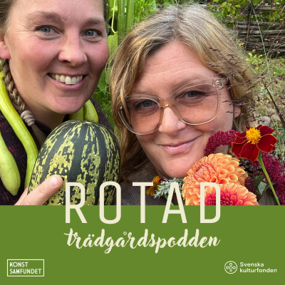 episode Prakt, prestation och prövningar från odlarsommaren 2025 artwork