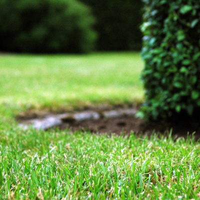 episode Rasen in unserem Garten – nicht immer klimafreundlich artwork
