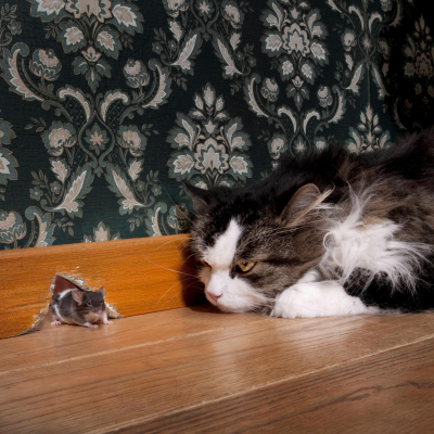 episode Kinderhörspiel und Geschichten - Katz und Maus artwork