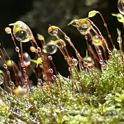 episode Germinating Seeds in our Soil, Organization, and Community- a Chat with Palo Vivo artwork