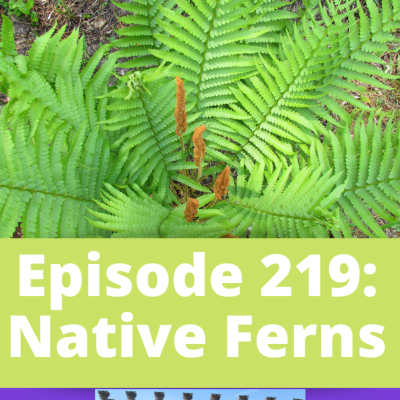 episode Native Ferns artwork