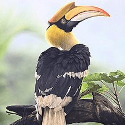 episode English_King Hornbill artwork