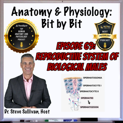 episode Reproductive System of Biological Males - Episode 69 artwork