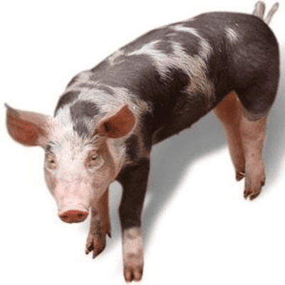 Imagen de portada del programa Raça Pietrain