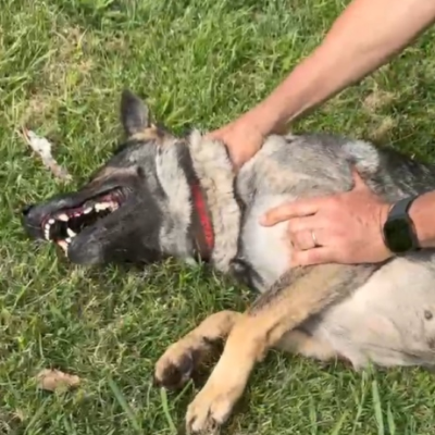 episode Emergencia! repentinamente mi perro se comporta en forma extraña: Qué hago? artwork