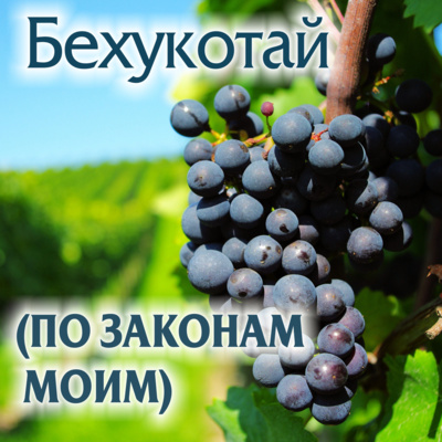 episode 33. Бехукотай — Ваикра (Левит) 26:3-27:34 artwork