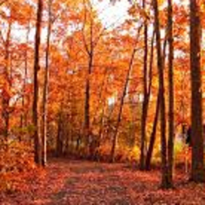 episode Autumn Meditation artwork
