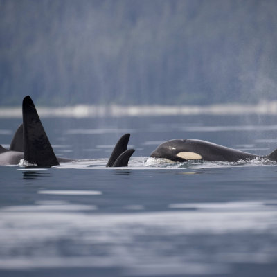 episode Schwertwal-Schmusen: Orcas massieren und küssen sich artwork