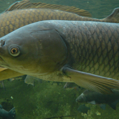 episode Ep. 72 - Grass Carp: A Reel Problem artwork
