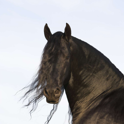 episode Is It Worth Trying Veterinary Homeopathy For Your Animal's Health? artwork