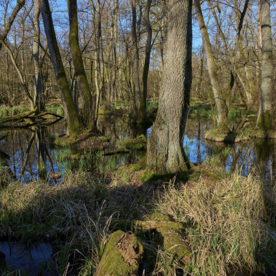 episode Dürre, Trockenheit, Borkenkäfer: Was passiert, wenn Wald und Moore beim Klimaschutz schwächeln artwork