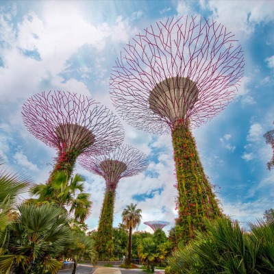 episode How Singapore leads the way in urban-wildlife coexistence artwork