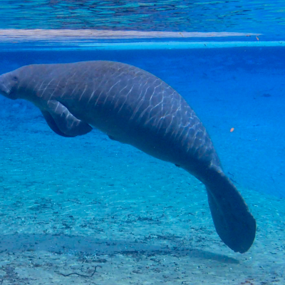 episode Episode 202: Forgotten Mermaids, Manatee Sex, and Killer Manatee! artwork